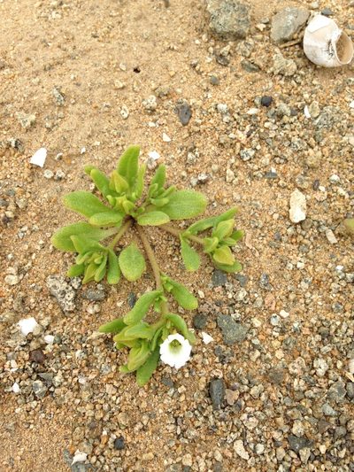 Nolana parviflora, photographed by Aira Francisca Faúndez Fallau