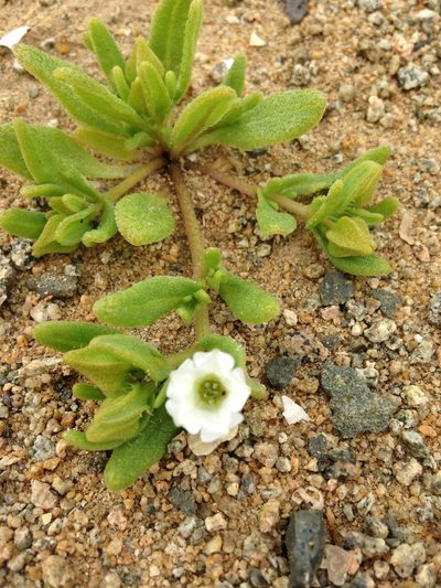 Nolana parviflora, photographed by Aira Francisca Faúndez Fallau