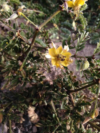 Pintoa chilensis, photographed by Aira Francisca Faúndez Fallau
