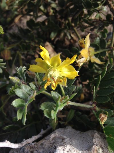 Pintoa chilensis, photographed by Aira Francisca Faúndez Fallau