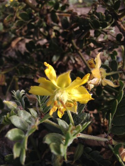 Pintoa chilensis, photographed by Aira Francisca Faúndez Fallau