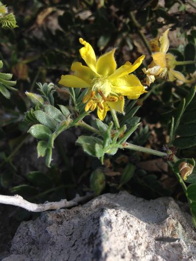 Pintoa chilensis, photographed by Aira Francisca Faúndez Fallau