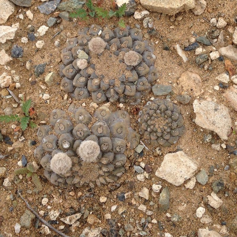 Eriosyce tenebrica, photographed by Aira Francisca Faúndez Fallau