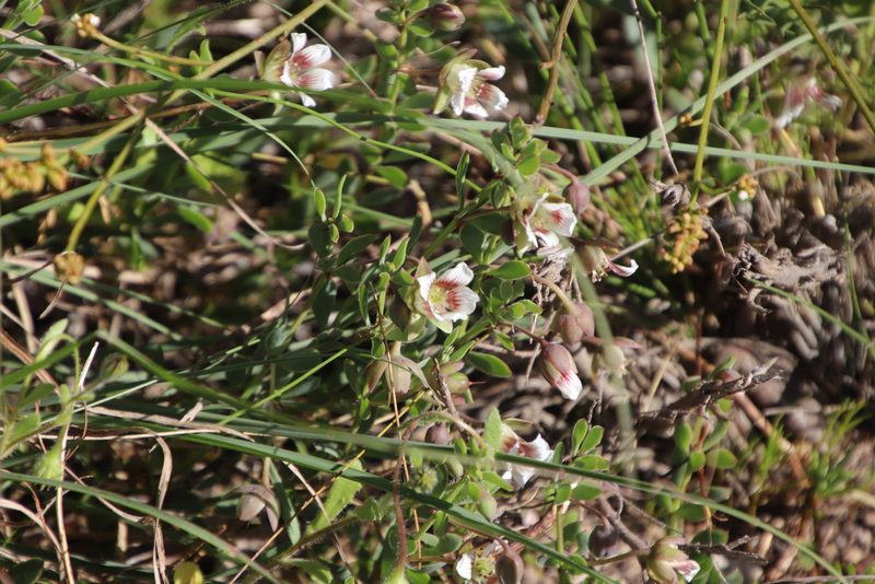 Roepera sessilifolia, photographed by Tony Rebelo