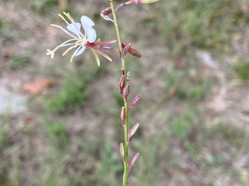 Oenothera filipes, photographed by Brian Finzel