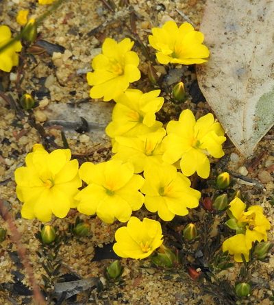 Hibbertia pustulata, photographed by desertnaturalist