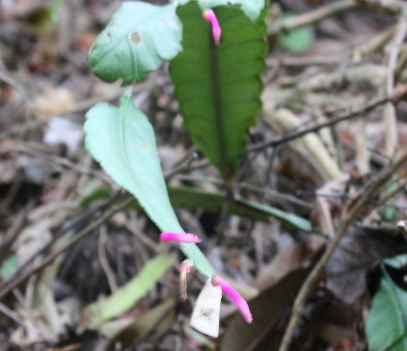 Pseudorhipsalis amazonica, photographed by Scott Loarie