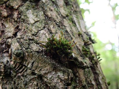 Ulota bruchii, photographed by Susan Marley