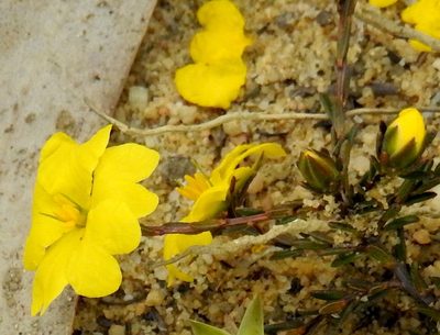 Hibbertia pustulata, photographed by desertnaturalist