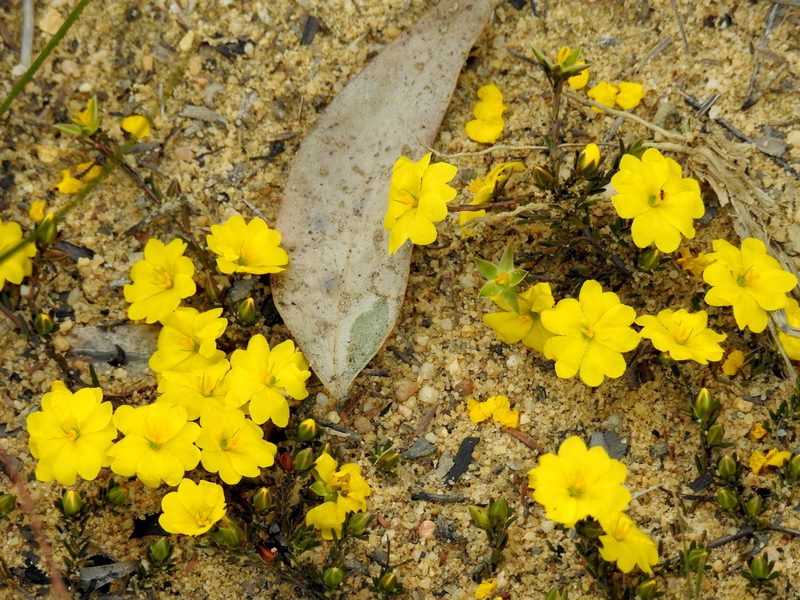 Hibbertia pustulata, photographed by desertnaturalist