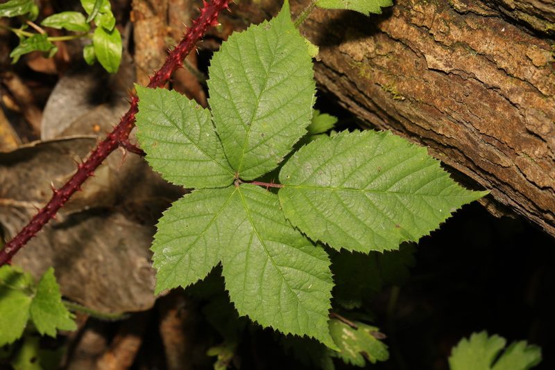 Rubus intensior, photographed by Stephen James McWilliam