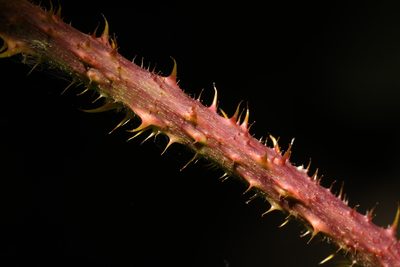 Rubus intensior, photographed by Stephen James McWilliam