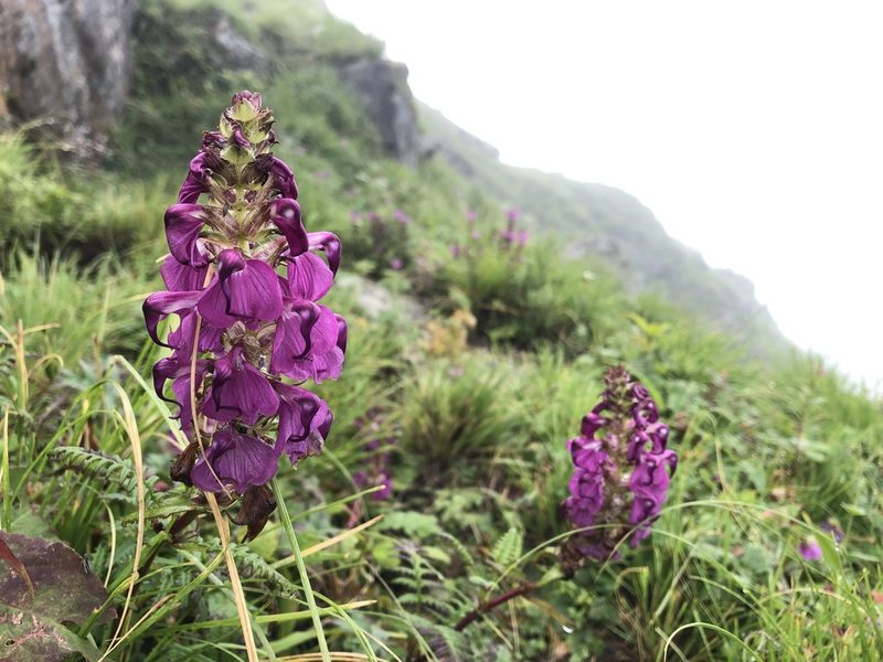 Pedicularis pectinata, photographed by Dee Shea Himes