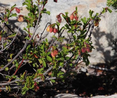 Hermannia rudis, photographed by Tony Rebelo