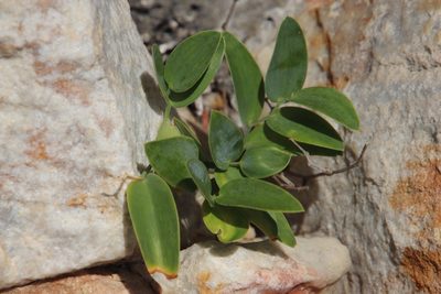 Asparagus ovatus, photographed by Tony Rebelo