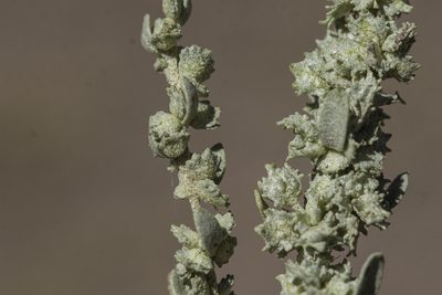 Atriplex obovata, photographed by Craig Martin