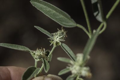 Croton texensis, photographed by Craig Martin