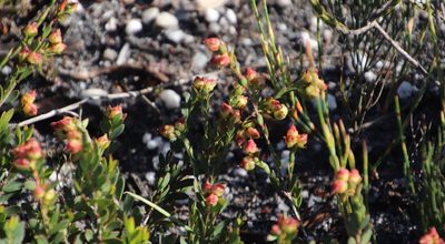 Penaea fruticulosa, photographed by Tony Rebelo