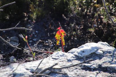 Lachenalia luteola, photographed by Tony Rebelo