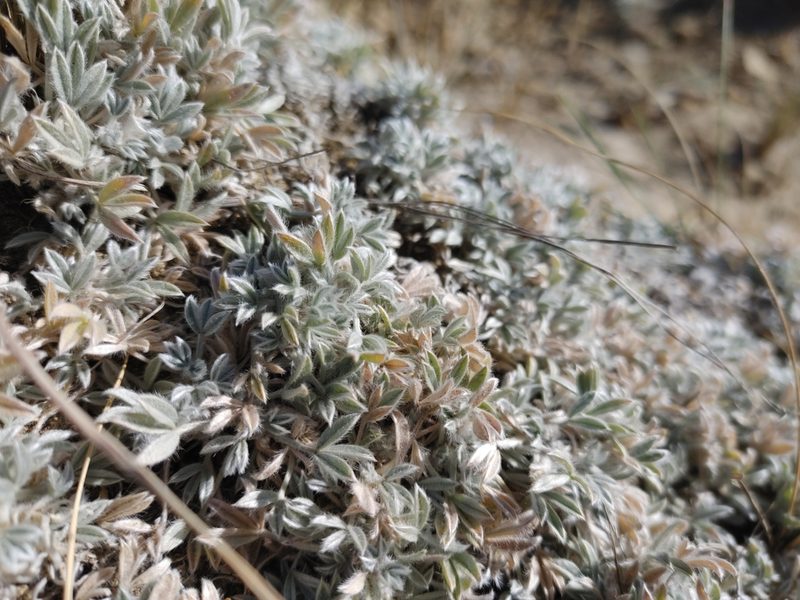 Astragalus barrii, photographed by Brian Dickerson