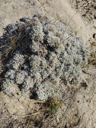 Astragalus barrii, photographed by Brian Dickerson