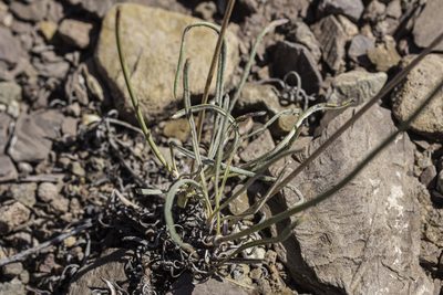 Eriogonum lonchophyllum, photographed by Craig Martin