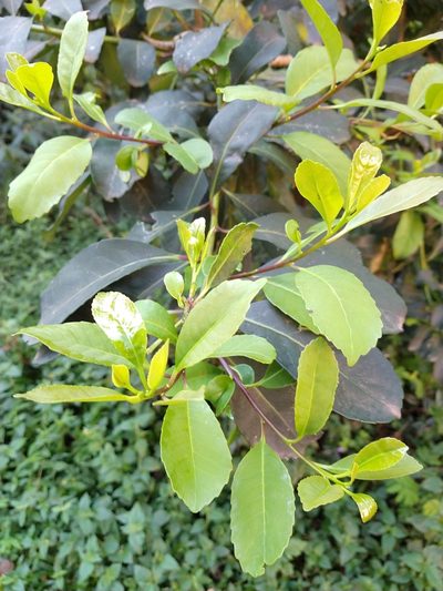 Ilex paraguariensis, photographed by William G. Borges