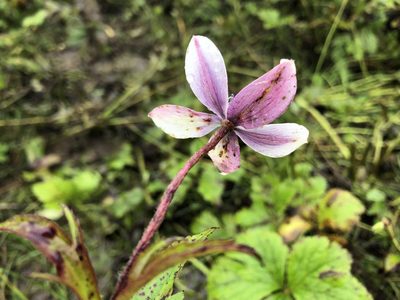 Eriocapitella rivularis, photographed by Dee Shea Himes