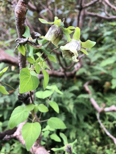 Codonopsis rotundifolia, photographed by Dee Shea Himes