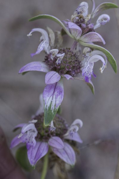 Monarda humilis, photographed by Craig Martin