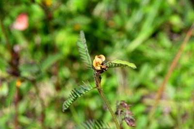 Aeschynomene villosa, photographed by Neptalí Ramírez Marcial