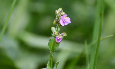 Tripogandra purpurascens, photographed by Neptalí Ramírez Marcial