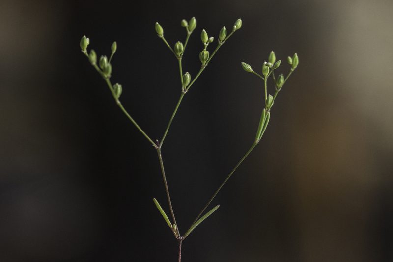 Drymaria leptophylla, photographed by Craig Martin