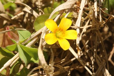 Oxalis conorrhiza, photographed by Holger Braun