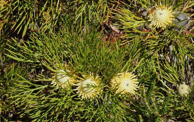 Isopogon anethifolius, photographed by desertnaturalist
