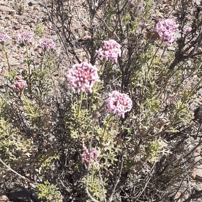 Junellia crithmifolia, photographed by Benjamin Bender