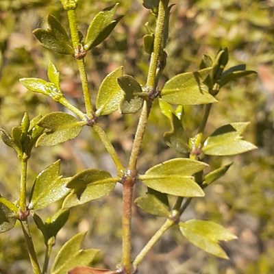 Larrea cuneifolia, photographed by Benjamin Bender