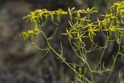 Senecio spartioides, photographed by Craig Martin