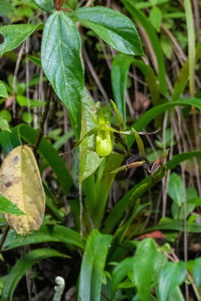 Phragmipedium boissierianum, photographed by Thibaud Aronson