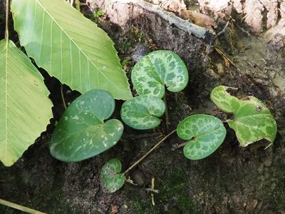 Asarum virginicum, photographed by Clay Gibbons