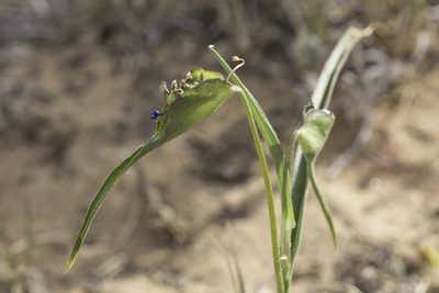 Commelina dianthifolia, photographed by Craig Martin