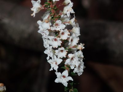 Epacris microphylla, photographed by Thomas Mesaglio