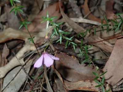 Tetratheca ericifolia, photographed by Thomas Mesaglio