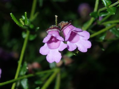 Prostanthera denticulata, photographed by Thomas Mesaglio