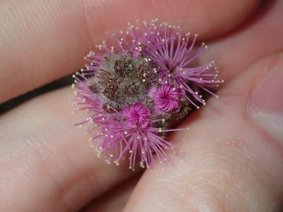 Kunzea capitata, photographed by Thomas Mesaglio