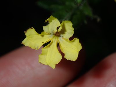 Goodenia heterophylla, photographed by Thomas Mesaglio