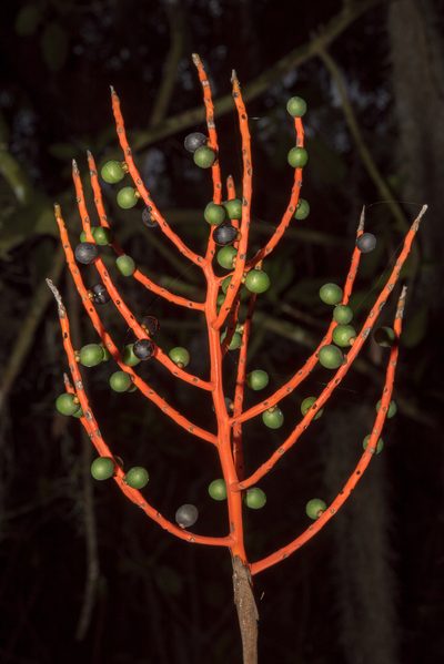 Chamaedorea schiedeana, photographed by Alan Rockefeller