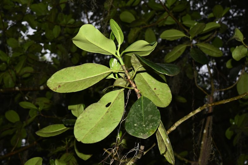 Clusia guatemalensis, photographed by Alan Rockefeller