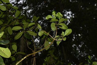 Clusia guatemalensis, photographed by Alan Rockefeller