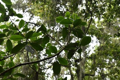 Clusia guatemalensis, photographed by Alan Rockefeller